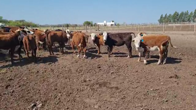 Lote 60 Terneras Braford en Calchaquí, Santa Fe