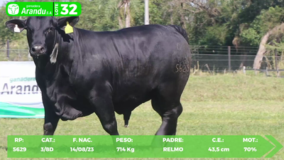 Lote LOTE 32