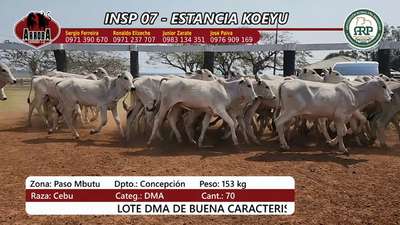 Lote Insp 7