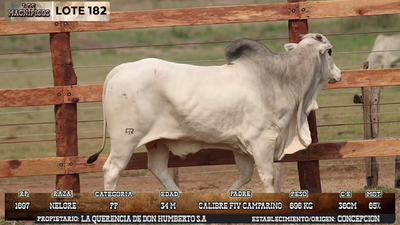 Lote LOTE 182