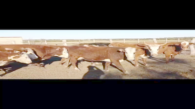 Lote 0 Vacas de invernar en Entre Ríos, Distrito Tala