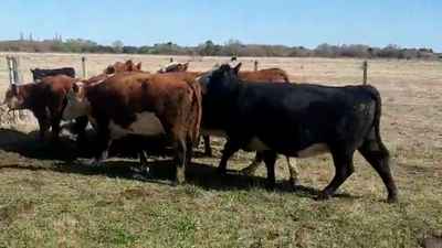 Lote 13 Vacas de Invernada HEREFORD 400kg - , San José