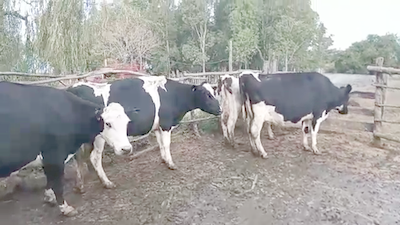 Lote 4 Vacas de Invernada 530kg - , San José