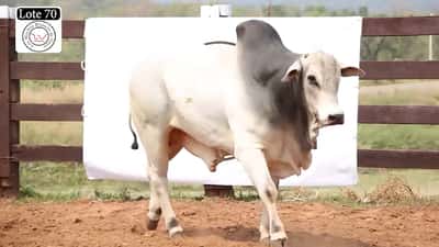 Lote LOTE 70