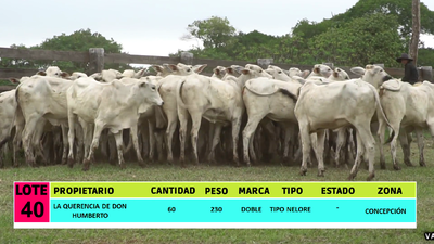 Lote LOTE 40 - 60 VAQUILLAS CBO 1