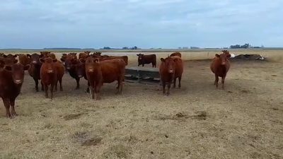 Lote 31 Vacas de invernar en Daireaux, Buenos Aires