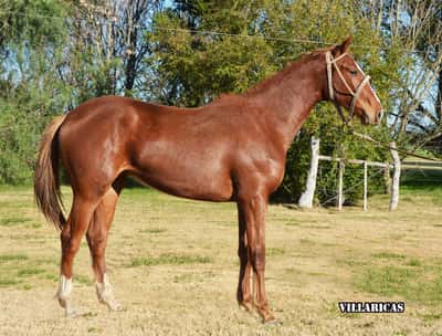 Lote VILLARICAS