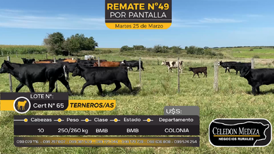 Lote 10 Terneros y Terneras en Otra Localidad, Colonia