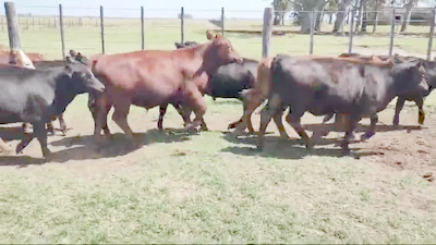 Lote 70 Terneros/as