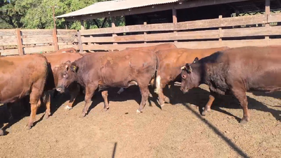 Lote 20 Vaquilla Gorda en Los Ángeles, VIII Región Biobío