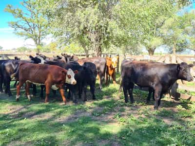 Lote 17 Novillos en Gral. Lamadrid, Buenos Aires