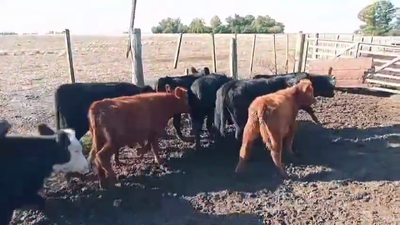 Lote TERNEROS