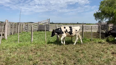 Lote NOVILLOS 1 a 2 AÑOS