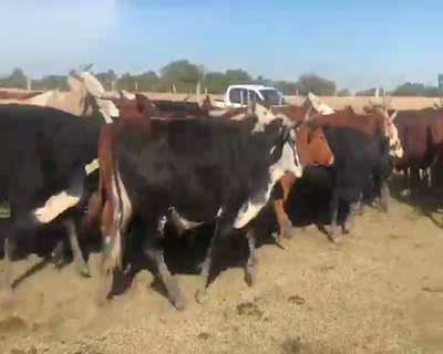 Lote 100 Novillos en Mburucuyá, Corrientes
