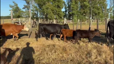 Lote PIEZAS DE CRIA
