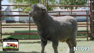 Lote Merino Donhe