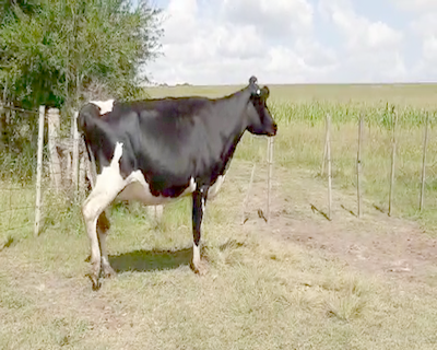 Lote Vaca HOLANDO 500kg - , San José