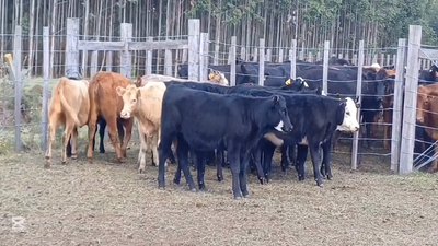 Lote TERNERAS