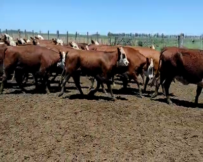 Lote 54 Vacas Braford de 2do Servicio Preñadas, en Jovita, Cordoba.-