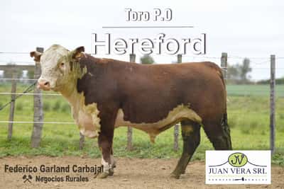Lote TOROS POLLED HEREFORD 2 AÑOS  PO