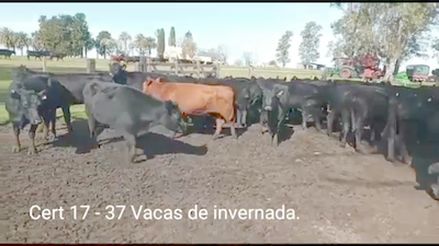 Lote (Vendido)37 Vacas de Invernada 36 ANGUS - 1RA 375kg -  en PARAJE RINCON DE PEREZ, RUTA 26 KM 80, A 96 KM DE  PAYSANDU Y A 165KM DE TACUAREMBÓ.