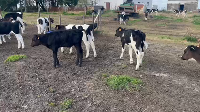 Lote 13 Terneros en Berrondo