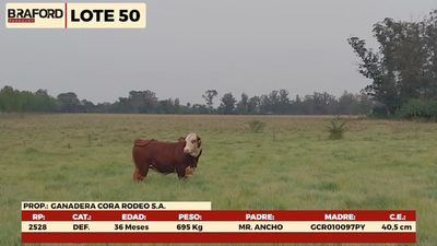 Lote LOTE 50 - MACHOS DE CAMPO