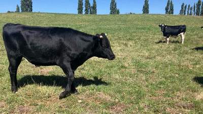 Lote 45 Novillo Gordo en Osorno, X Región Los Lagos