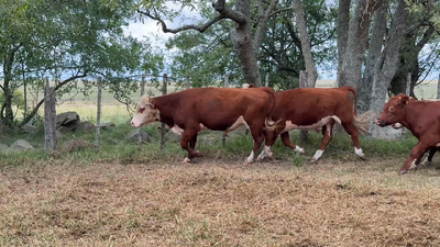 Lote NOVILLOS 1 a 2 AÑOS