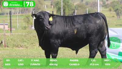 Lote LOTE 78