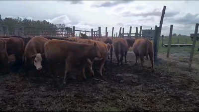 Lote 20 Vacas de Invernada en San Gregorio