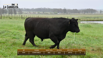 Lote Rp 1174 - Angus La Carmelita