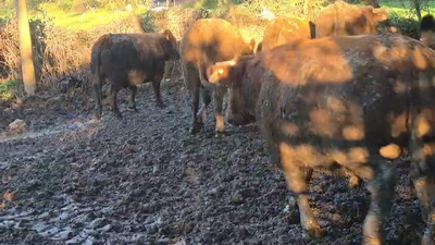 Lote 45 Novillo Gordo en Pelarco, VII  Región Maule