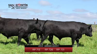 Lote LOTE 8 - ABERDEEN ANGUS PI