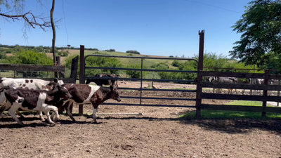 Lote TERNEROS