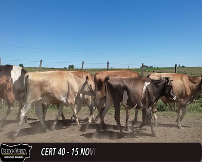 Lote (Vendido)15 Novillos 5 KIWI,  9 JERSEY 273kg -  en  - RUTA 21, SAN PEDRO