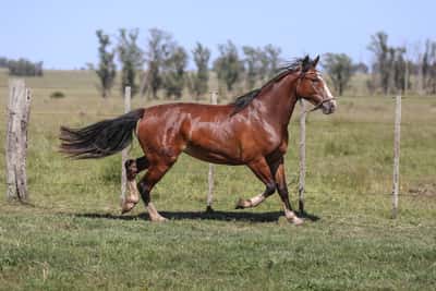 Lote DEL SILENCIO TONCHO