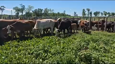 Lote 75 Vacas nuevas C/ cria en Pirané, Formosa
