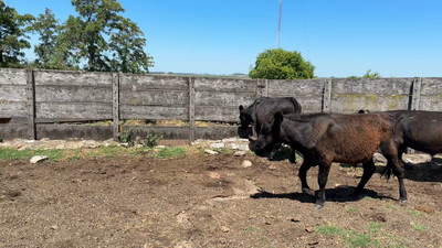 Lote TERNEROS