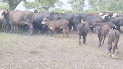 Lote 38 Vacas nuevas C/ cria en Villaguay, Entre Ríos