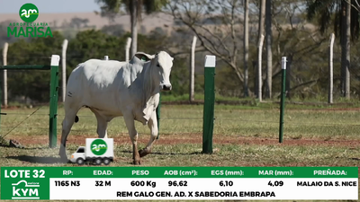 Lote Lote 32