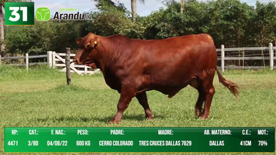 Lote LOTE 31