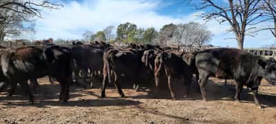 Lote 29 Vacas de invernar en Gral. Lamadrid, Buenos Aires