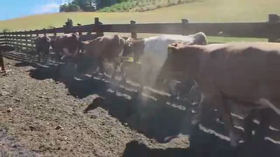 Lote 25 Novillo Engorda en Los Lagos, XIV Región Los Ríos