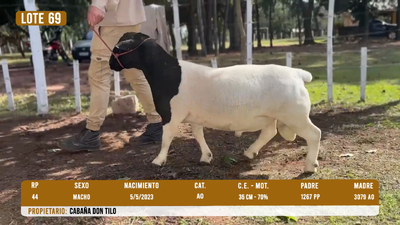 Lote LOTE 69