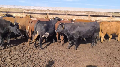 Lote 20 Novillo Gordo en Los Ángeles, VIII Región Biobío
