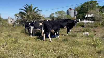 Lote 8 Novillos HOLANDO 330kg - , San José
