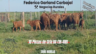 Lote 10 Piezas de cría RED ANGUS en OMBUES DE LAVALLE