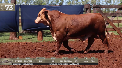 Lote LOTE 73