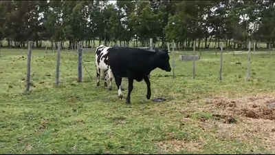 Lote 2 Vaquillonas  Proximas holando 420kg -  en Liberta